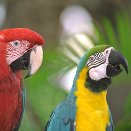parrots